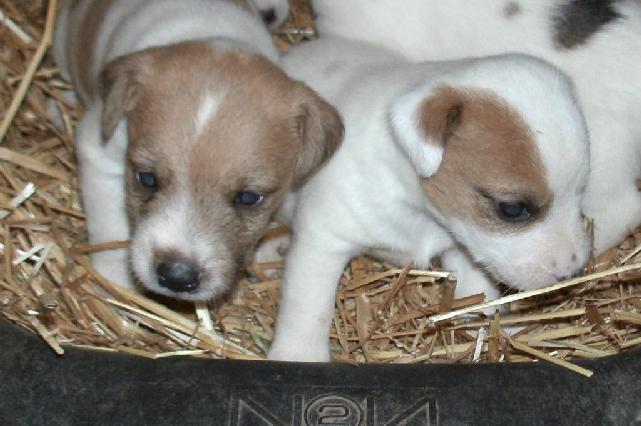 These puppies were born on 9/17/11: