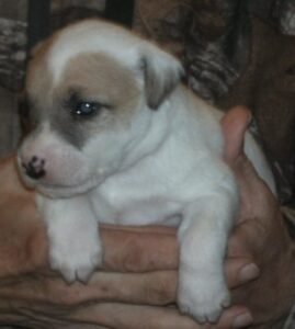 castlebar terrier puppies