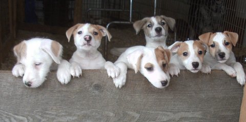 These are Parson Jack Russell puppies. 