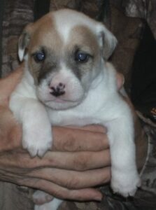 castlebar terrier puppies