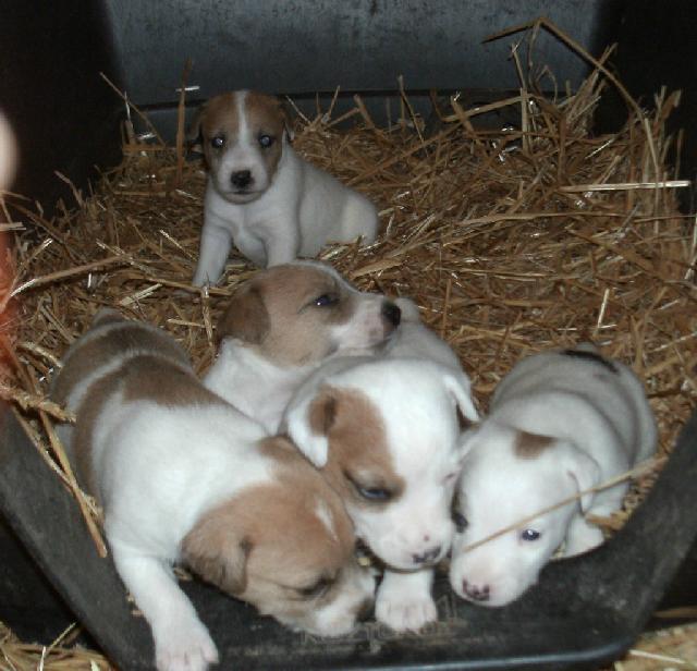 These puppies were born on 9/17/11: