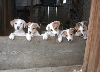 These are Parson Jack Russell puppies. 