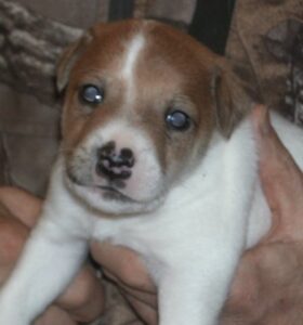 castlebar terrier puppies