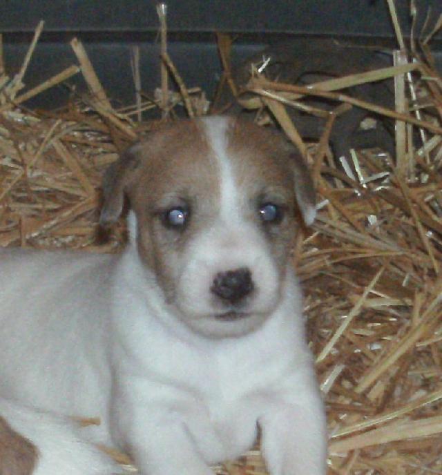 These puppies were born on 9/17/11: