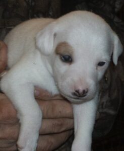 castlebar terrier puppies