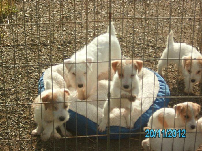 These puppies were born November, 2012