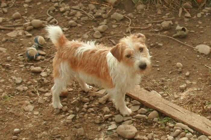 This is "Castlebar Charlton". He is a newer stud dog and is the father of our recent litter.