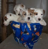 Breeding smooth, broken, and rough coat Jack Russell Terriers. 