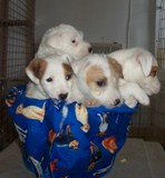 Breeding smooth, broken, and rough coat Jack Russell Terriers. 