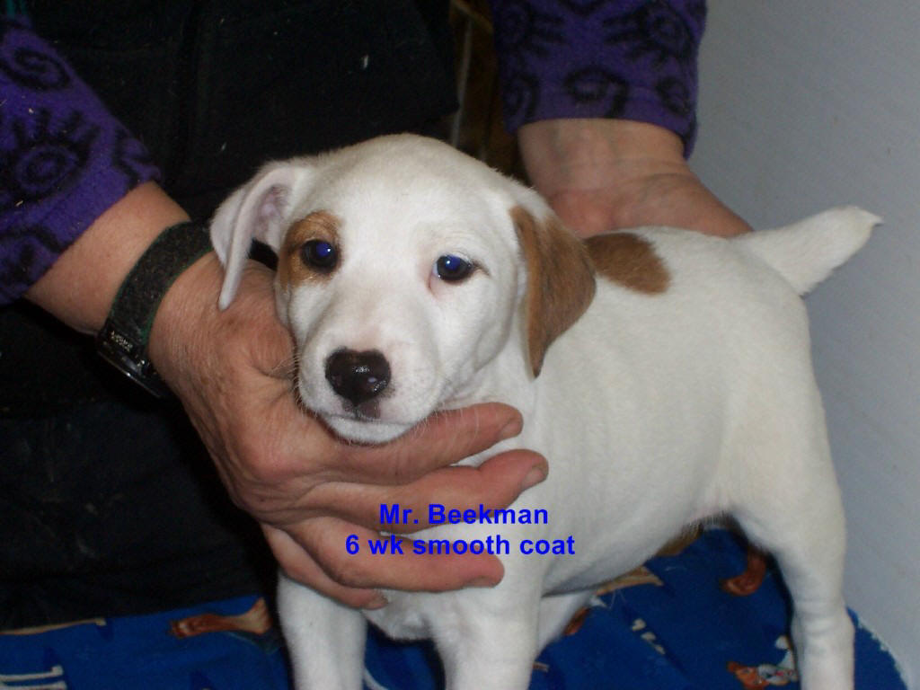 Mr. Beekman is a six-week-old smooth coat long legged Jack Russell. He is full of life and will make a perfect family pet. He is spunky and mischievous but very very affectionate. He will fill any home with love and laughter