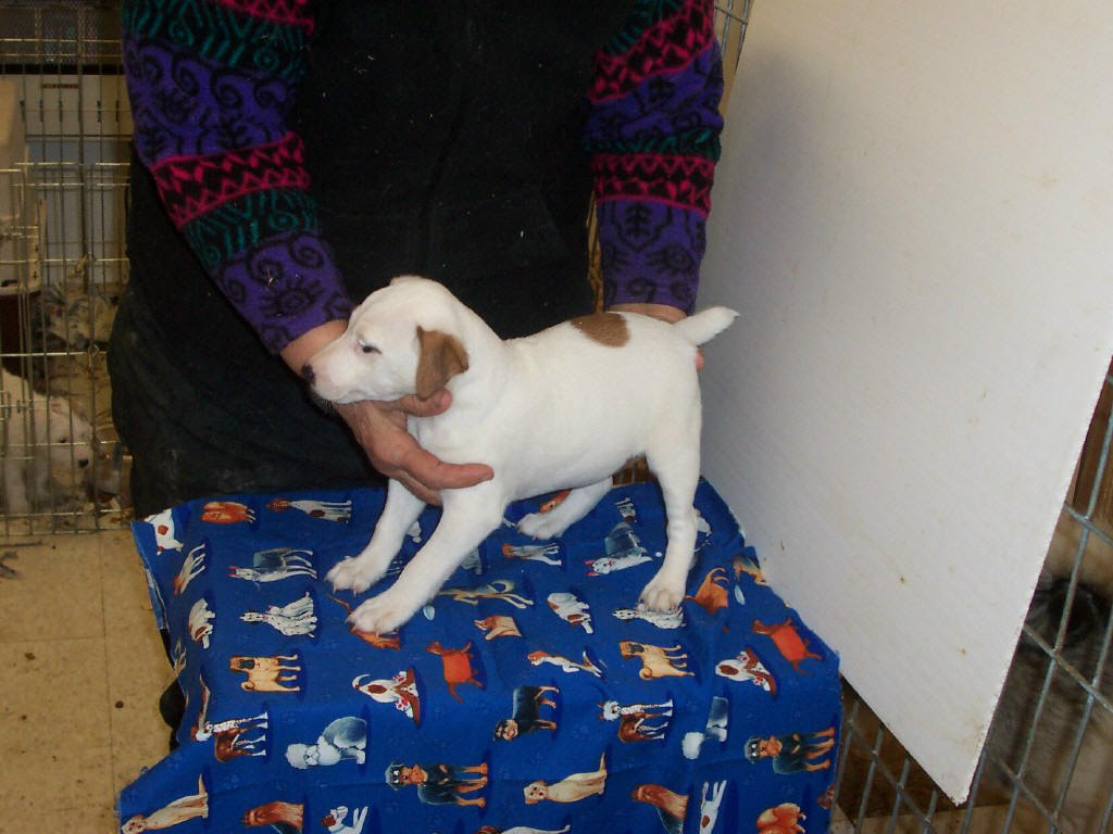 Mr. Beekman is a six-week-old smooth coat long legged Jack Russell. He is full of life and will make a perfect family pet. He is spunky and mischievous but very very affectionate. He will fill any home with love and laughter