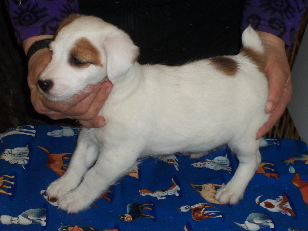 Mr. Beekman is a six-week-old smooth coat long legged Jack Russell. He is full of life and will make a perfect family pet. He is spunky and mischievous but very very affectionate. He will fill any home with love and laughter