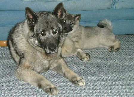 Buster and Koda. Owned by Randy and Pam Space of Elkton, Maryland