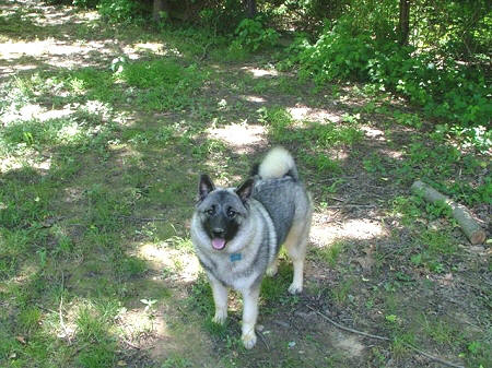 Koda. Owned by Randy and Pam Space of Elkton, Maryland