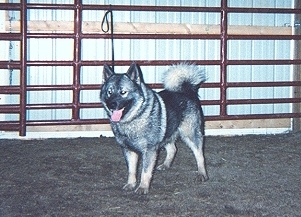 Our Stud Dog is Castlebar Thor