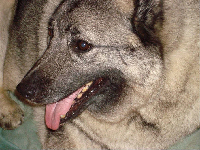 Oden with Garrett Swift: