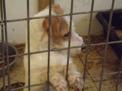 These puppies are from January 2013: