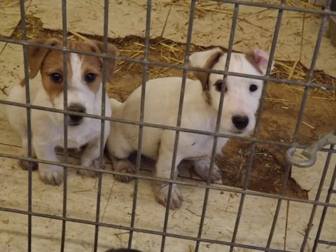 These puppies are from January 2013: