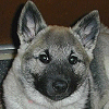 Lillie, female, at 3 months old, owned by Kay and Conny Bautz