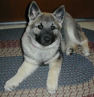Lillie, female, at 3 months old, owned by Kay and Conny Bautz