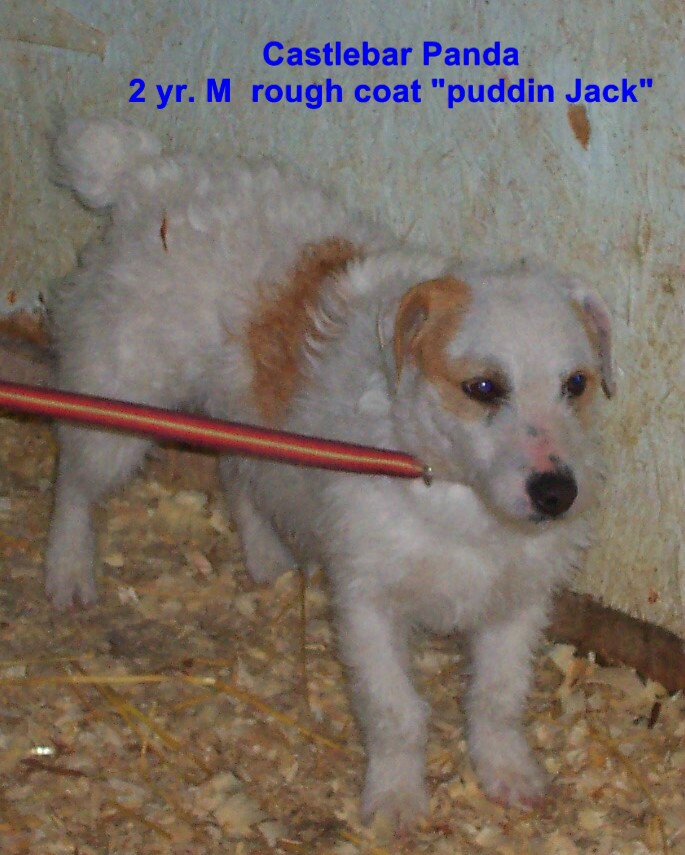 Panda is a very special "Puddin Jack". He has the most loving and sweet personality. He stays with his puppies until we wean them and is a great babysitter. He passes this sweet personality to all of his sons and daughters. Don't let his short stature fool you, he excels in dog agility and is doing well in the novice classes. He has a wonderful calm personality and imparts that to all his get.