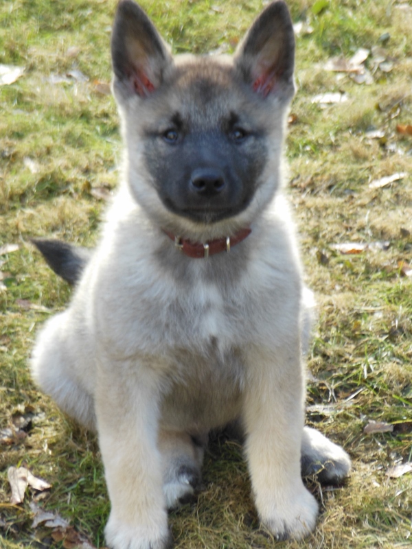 Ringo. He was sold to Robert Feak of North Syracuse, NY.