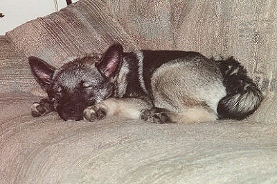 Sierra, owned by Brian and Karen McKay, at three months. Bred from Brushy Creek's Maggie and Rocky.